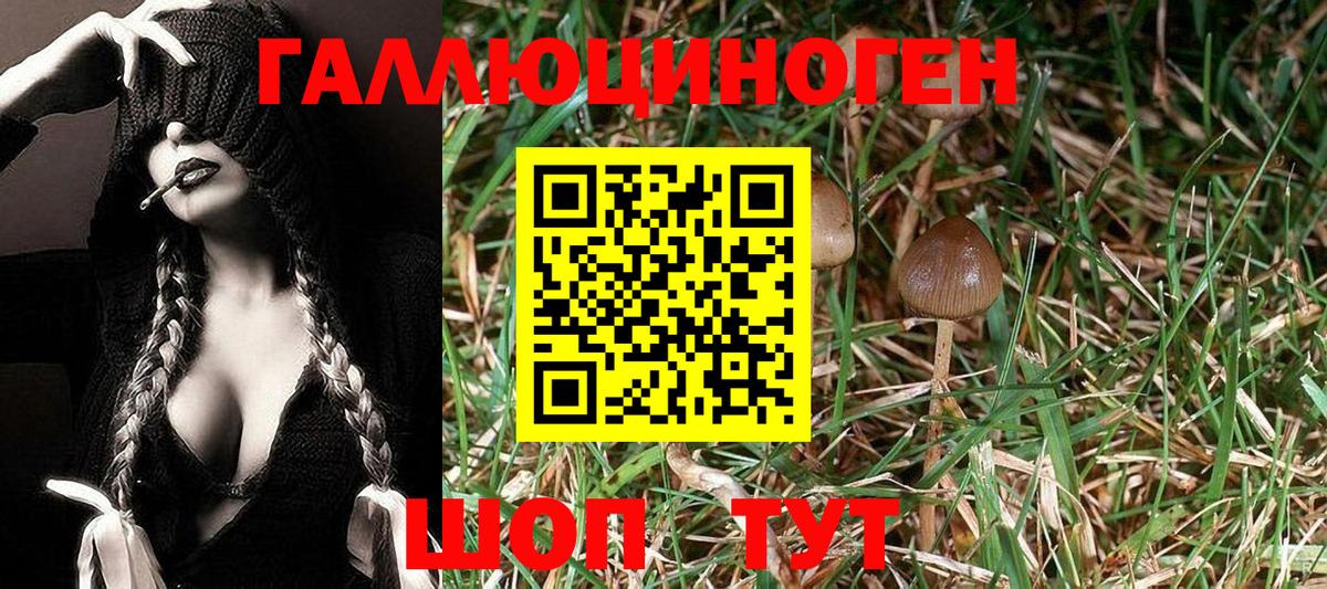 Псилоцибиновые грибы Psilocybine cubensis Назрань